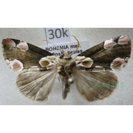 Thyatira batis (Linnaeus, 1758) Plamówka malinówka Czech30k